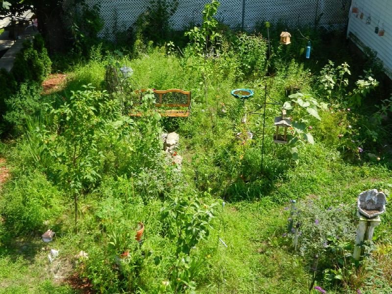 Planted garden bed with leafy shrubs and grasses