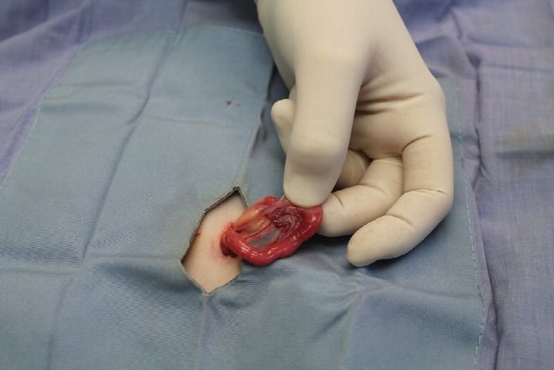 Gloved hand during a veterinary procedure