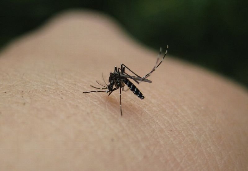 Mosquito on human skin