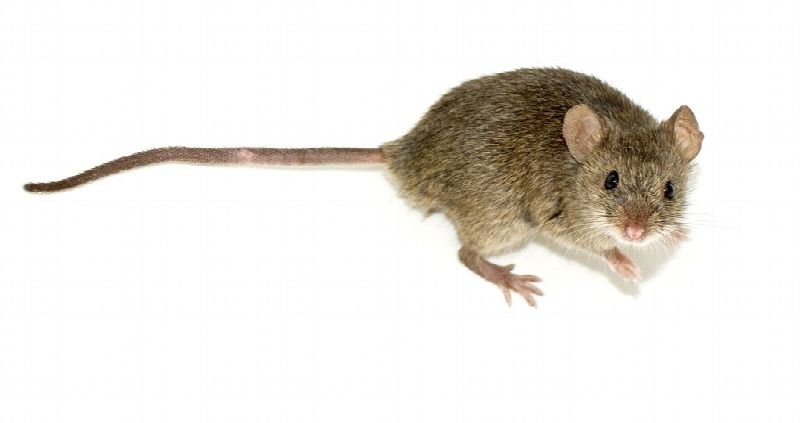 House mouse on a white background