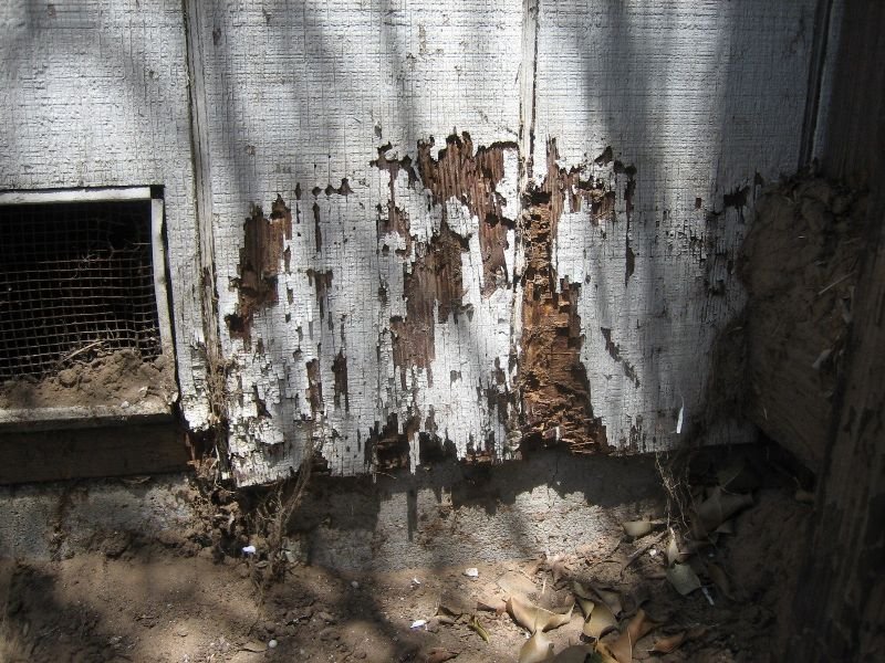 Wood siding damaged by termites
