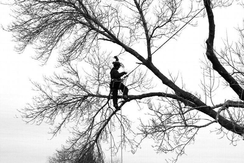 Arborist climbing in the branches of a tree